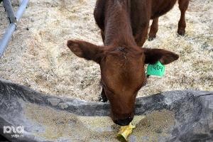 In Dagestan, about 50 farms received grants for the development of economy